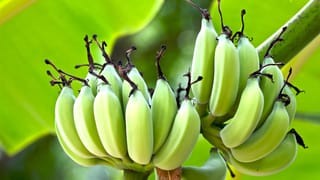 Dates Side Effects: డేట్స్‌ను అతిగా లాగించేస్తున్నారా?.. ఈ 5 సైడ్ ఎఫెక్ట్స్ గురించి తెలుసుకోండి