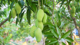 బంగారం రేంజ్‌కి మామిడి.. టన్ను ధర తెలిస్తే నోరెళ్లబెట్టాల్సిందే..