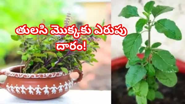 తులసి మొక్కకు ఎరుపు దారం కడితే ఇన్ని అద్భుతాలు జరుగుతాయా? సంపద రెట్టింపు..!