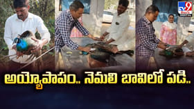 అయ్యోపాపం.. నెమలి బావిలో పడి..