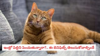 Cat Facts: ఒత్తిడికి చెక్.. గుండెపోటుకు బై-బై! పిల్లిని పెంచితే కలిగే టాప్ 10 ప్రయోజనాలు ఇవే!
