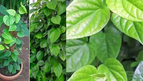 తమలపాకు చెట్టు ఇంట్లో ఉంటే ఏం జరుగుతుంది..?