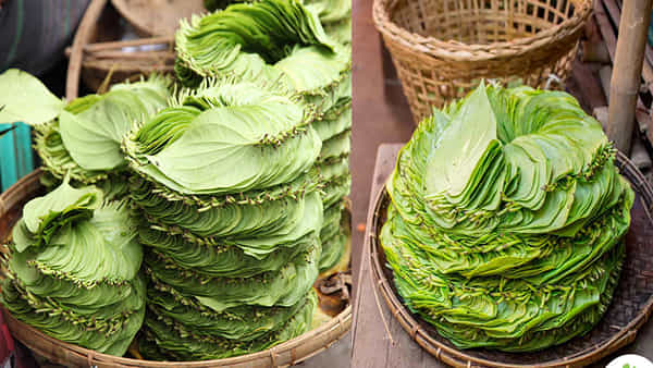 Paan Benefits: ఈ నాలుగు సమస్యలను తరిమేసే తమలపాకులు.. తెలిస్తే వదిలిపెట్టారు..!