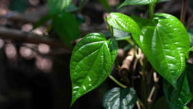 తళతళ తమలపాకుతో.. పసందైన ఆరోగ్యం!