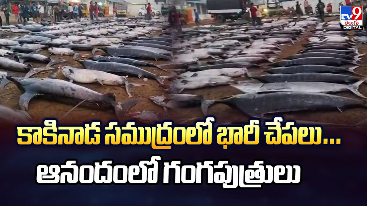 కాకినాడ సముద్రంలో భారీ చేపలు.. ఆనందంలో గంగపుత్రులు