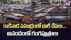 కాకినాడ సముద్రంలో భారీ చేపలు.. ఆనందంలో గంగపుత్రులు