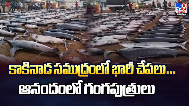 కాకినాడ సముద్రంలో భారీ చేపలు.. ఆనందంలో గంగపుత్రులు కాకినాడ సముద్రంలో భారీ చేపలు.. ఆనందంలో గంగపుత్రులు