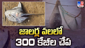 జాలర్ల వలలో అరుదైన 300 కేజీల చేప..