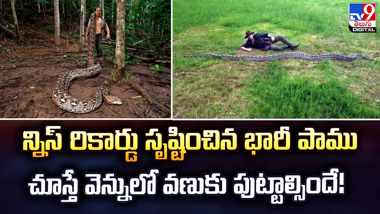 గిన్నిస్ రికార్డు సృష్టించిన భారీ పాము: చూస్తే వెన్నులో వణుకు పుట్టాల్సిందే గిన్నిస్ రికార్డు సృష్టించిన భారీ పాము: చూస్తే వెన్నులో వణుకు పుట్టాల్సిందే