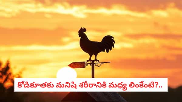 Nature Science: కోడి కూయగానే మనిషి మేల్కొనే అలవాటు ఎలా మొదలైంది?.. దీని వెనక అసలు సైన్స్ ఇదే..
