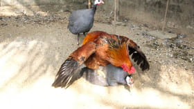 గిన్ని కోళ్లు, నాటుకోళ్లు కలిసి పెరిగితే ఏం జరుగుతుంది?