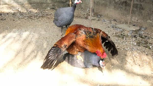 Poultry: గిన్ని కోడిని.. నాటు కోడి పుంజు క్రాస్ చేస్తే.. దాని పిల్లలు ఎలా ఉంటాయి.. ?