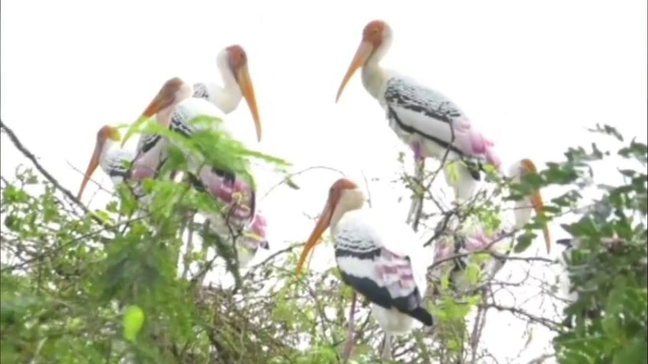 Andhra: విదేశీ అతిధులు… పురుడుకోసం పుట్టింటికొచ్చే పక్షులు… తరతరాలుగా వీడని అనుబంధం.