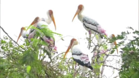 తరతరాలుగా ఈ పక్షులతో ఆ గ్రామానికి వీడని అనుబంధం