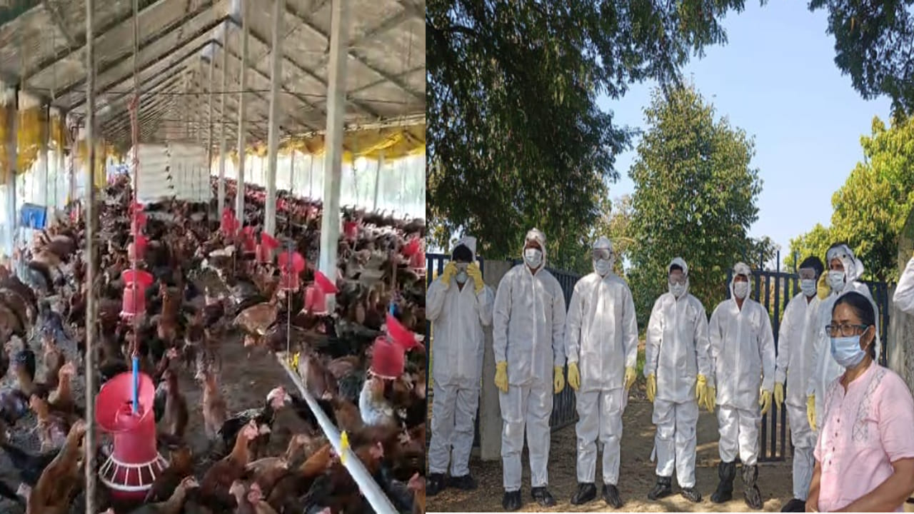 Andhra Pradesh: ఏపీలో బర్డ్ ఫ్లూ.. 24 వేల కోళ్లు మృతి.. అన్నమయ్య జిల్లాలో అధికారుల అలర్ట్..