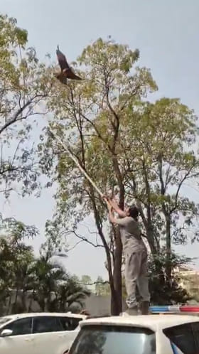 చైనా మాంజాకు చిక్కుకున్న గద్దకు పునర్జన్మ.. వీడియో ఇదిగో..