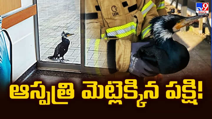సాయం కావాలని ఆస్పత్రి మెట్లెక్కిన పక్షి !! చివరికి సాయం కావాలని ఆస్పత్రి మెట్లెక్కిన పక్షి !! చివరికి