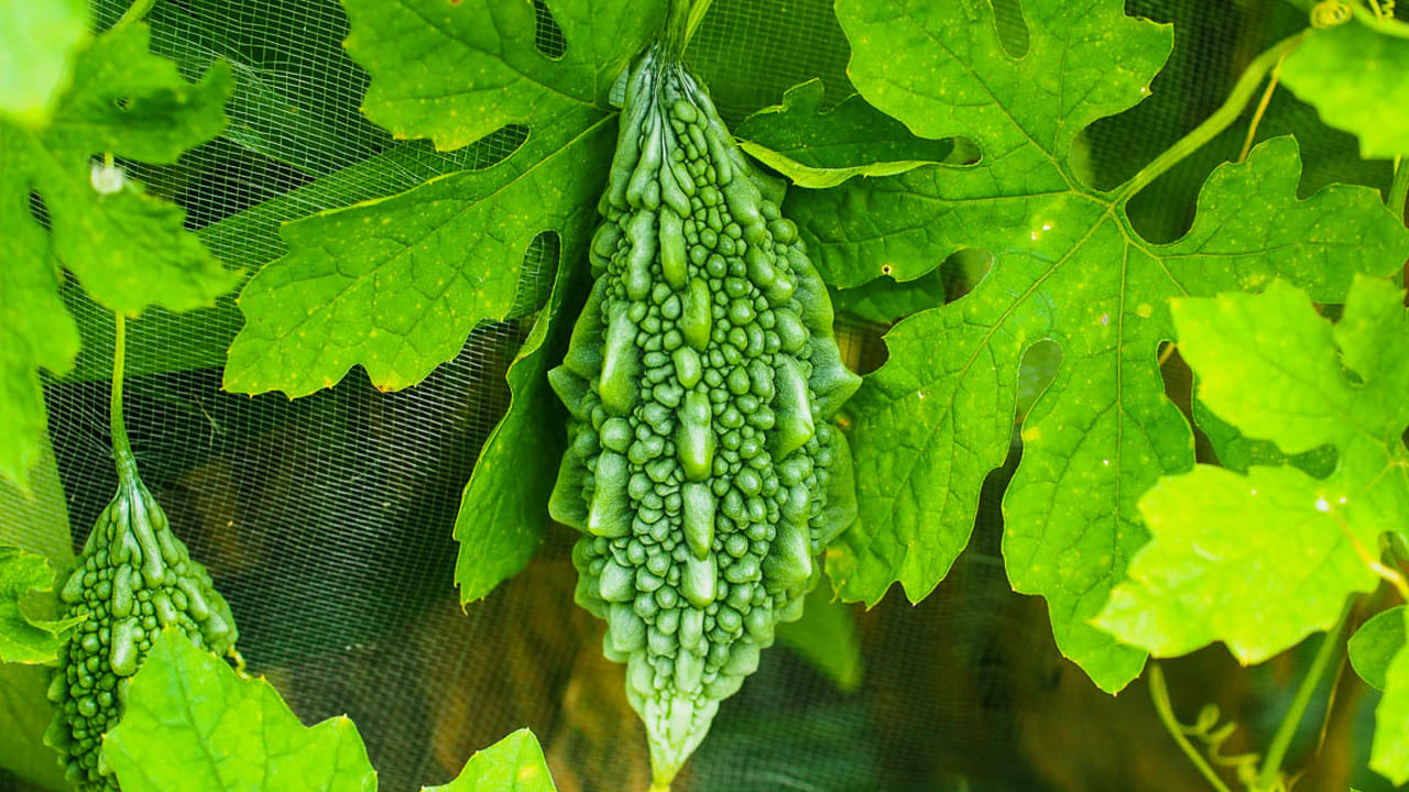 Note : ఈ వార్తలలో చెప్పిన సమాచారం మత విశ్వాసాలపై ఆధారపడి ఉంది. కేవలం పాఠకుల ఆసక్తి మేరకు, పలువురు పండితుల సూచనలు, వారు తెలిపిన అంశాల ఆధారంగా అందించినవి మాత్రమే.. వీటిలో ఎలాంటి శాస్త్రీయ ఆధారాలు లేవని పాఠకులు గమనించాలి. టీవీ9 తెలుగు దీనిని ధృవీకరించలేదు.

