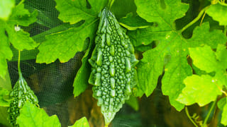 Banana Leaf Benefits: పండగ పూట పేపర్ ప్లేట్లు కాదు.. అరటి ఆకులో భోజనం చేయండి.. భక్తితో పాటు భలే ఆరోగ్యం..!