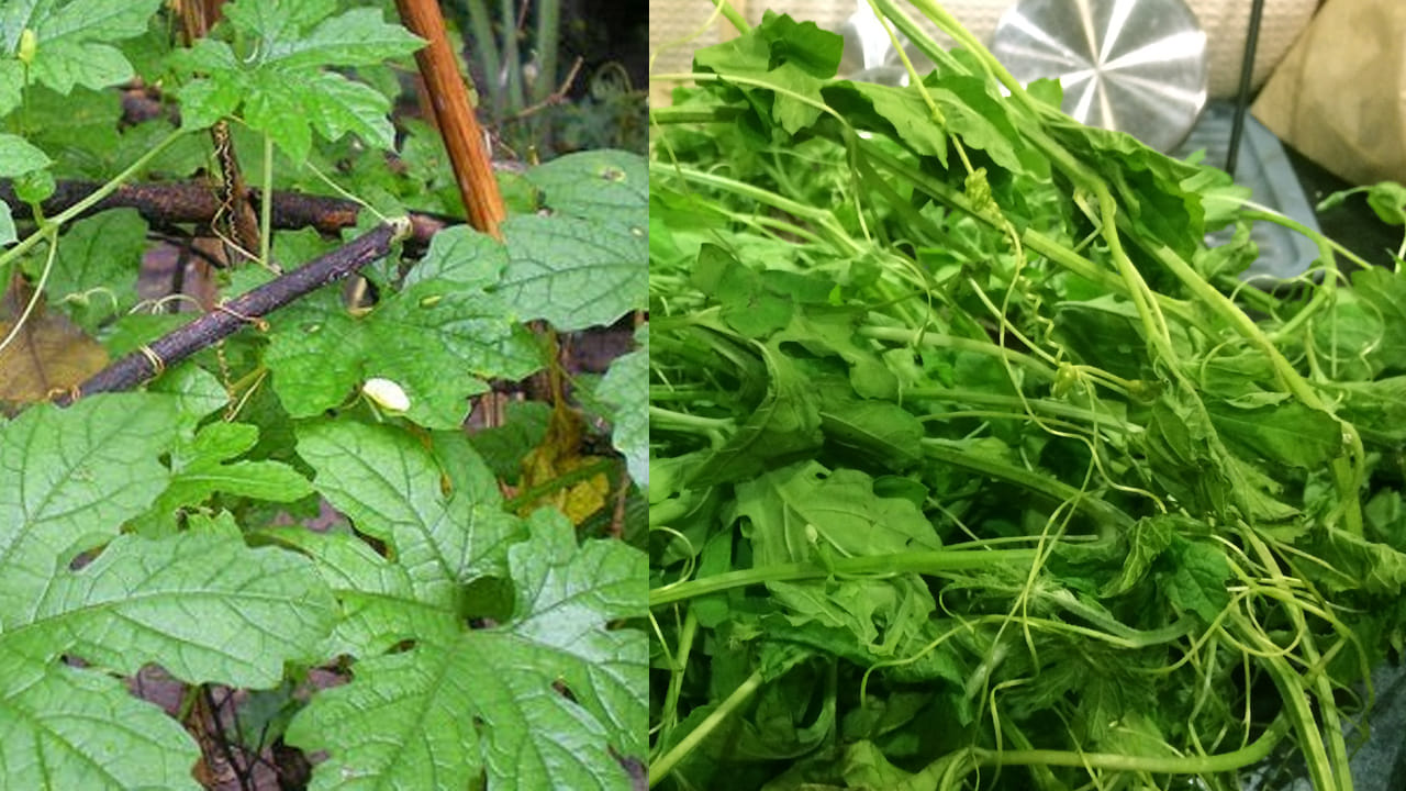 పీరియడ్స్ : ఆడవాళ్లు పీరియడ్స్ టైం లో తట్టుకోలేని నొప్పితో బాధ పడుతుంటారు. అలాంటి వారు  కాకర ఆకులను జ్యూస్ గా కానీ రెండు ఆకులును నమిలిన కూడా ఈ నొప్పి నుండి ఉపశమనం పొందుతారు. 
