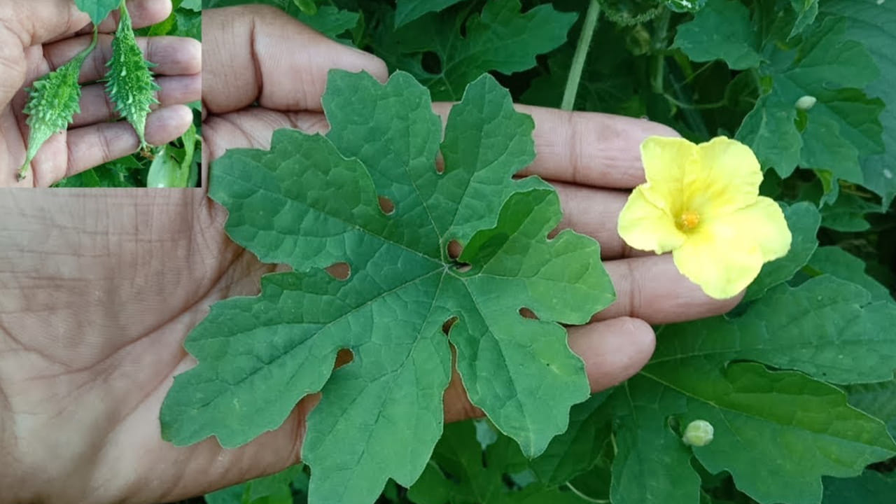 కంటి చూపు : కాకర ఆకుల్లో ఉండే విటమిన్  ఎ కంటి  పనితీరును మెరుగు పరుస్తుంది. అలాగే, రేచీకటి వంటి సమస్యలతో బాధ పడేవారికి ఇది బెస్ట్ మెడిసిన్ అని చెప్పాలి.  