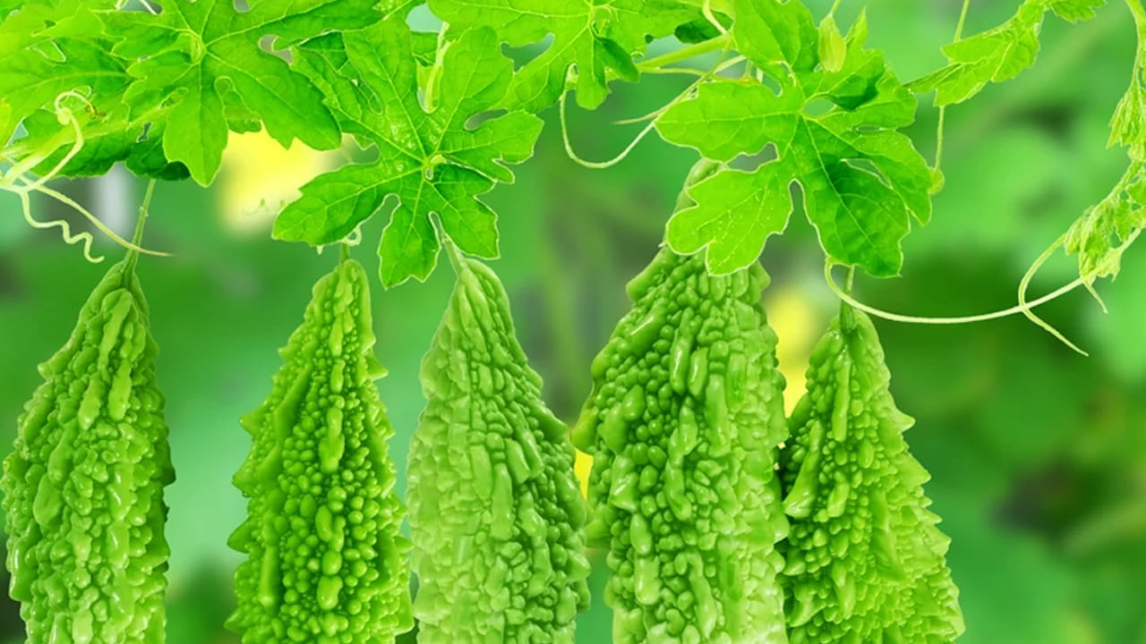 రోగనిరోధక శక్తి : కాకర ఆకుల్లో ఉండే విటమిన్ సి, యాంటీ ఆక్సిడెంట్లు ఎక్కువగా ఉంటాయి. శరీరంలో ఉండే హానికర బ్యాక్టీరియా మీద పోరాడేందుకు ఇది సహాయం చేస్తుంది. 