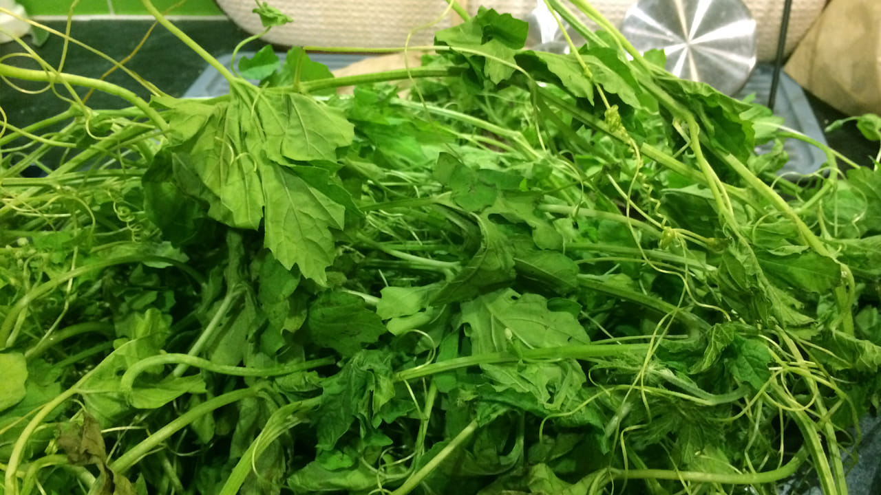  కొందరు ఇంట్లో ఎంతో ఇష్టంగా కూరగాయలు పెంచుకుంటారు. ఎక్కువగా బాల్కనీ గార్డెనింగ్, టెర్రెస్ మీద మొక్కలు పెంచుతుంటారు.  అయితే, వాస్తు శాస్త్రం ప్రకారం ఈ మొక్కను ఇంట్లో పెంచకపోవడమే చాలా మంచిదని నిపుణులు చెబుతున్నారు. 
