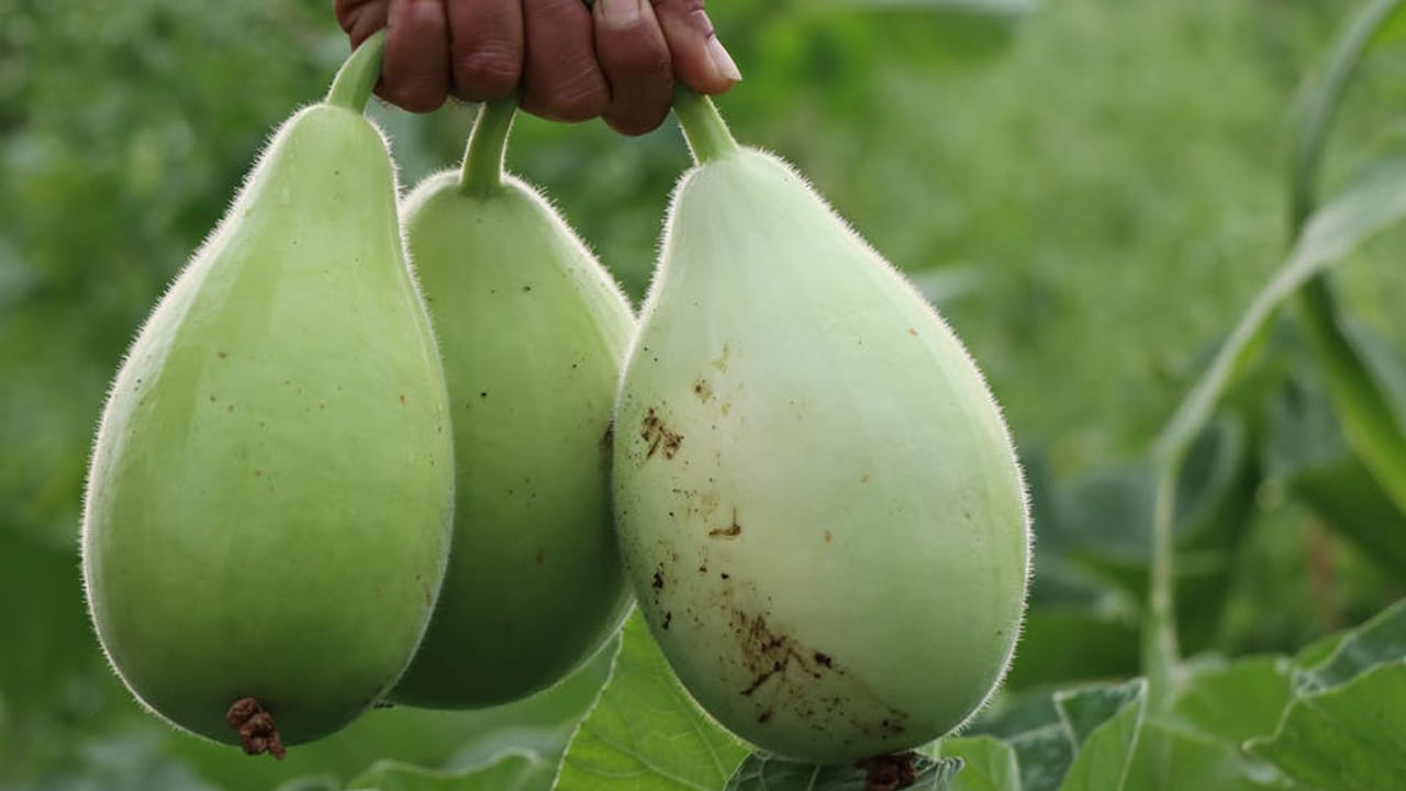 
జీర్ణ సమస్యలు ఉన్న వారు కూడా దీనిని తిని ఇబ్బంది పడొద్దు. అందుకే, దీనితో బాధ పడేవారు మీ  డైట్‌లో సొరకాయ చేర్చకండి. 
గ్యాస్, ఎసిడిటీ  వంటి సమస్యలు వస్తాయి. 