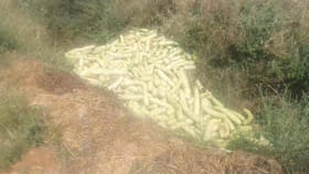 పురుగులు పట్టాయని ఇలా పడేశారు అనుకునేరు....