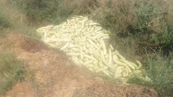 పురుగులు పట్టాయని ఇలా పడేశారు అనుకునేరు....