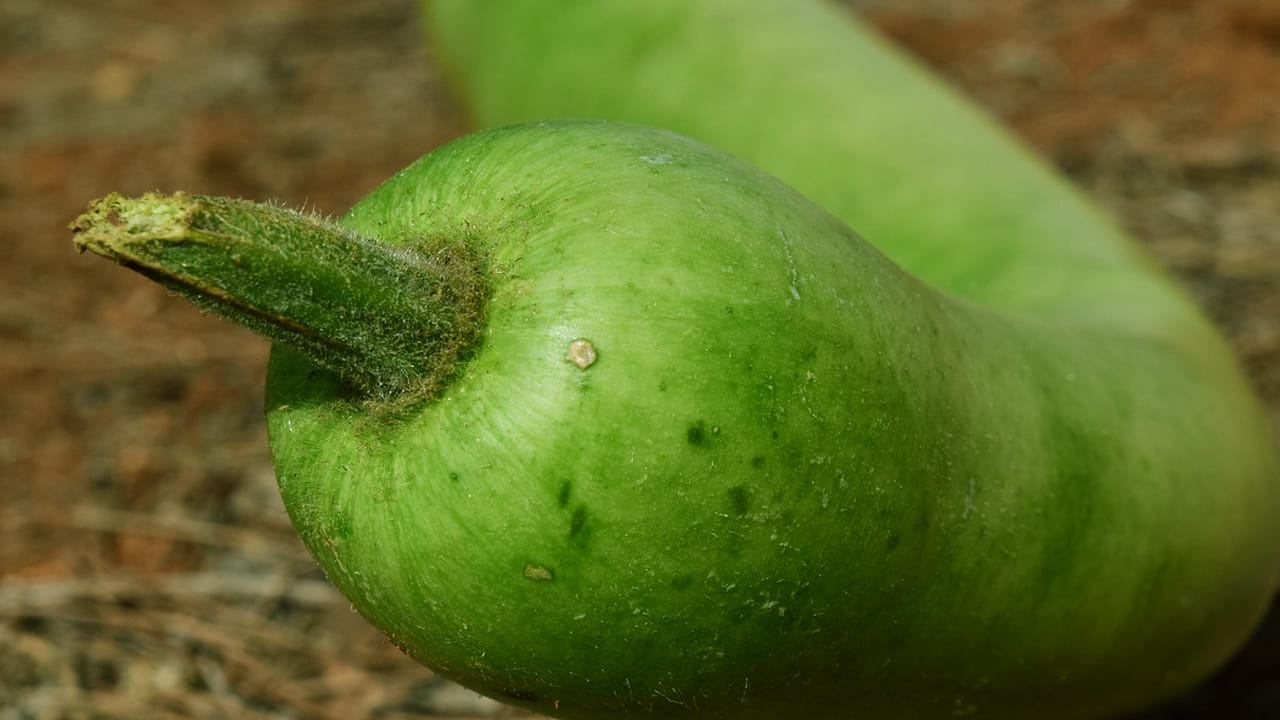 మనం వారంలో ఒక రోజైన సొరకాయను తింటాము. ఎందుకంటే, దీనితో సొరకాయ చారు, సొరకాయ కూర ఇలా ఒకటి కాదు, అనేక రకాలు చేసుకుంటాము. వీటిని ఎక్కువగా సాంబార్ లో వాడుతుంటాము