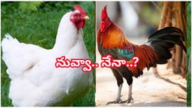కోడి మాంసం తింటున్నారా..? ముందు ఇది తెలుసుకోండి..లేదంటే అయిపోతారు