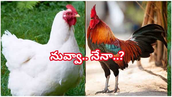 కోడి మాంసం తింటున్నారా..? ముందు ఇది తెలుసుకోండి.. లేదంటే అయిపోతారు..!