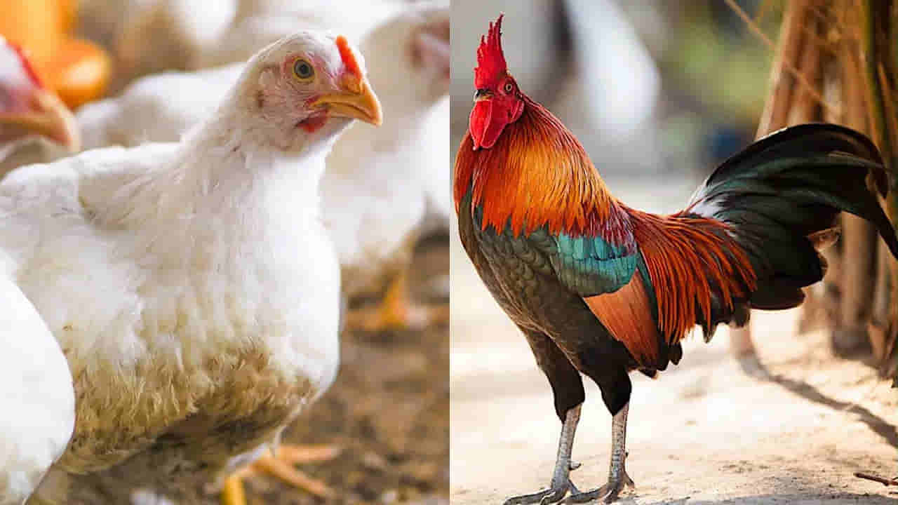 బ్రాయిలర్ vs నాటు కోడి.. ఇందులో ఏది బెస్ట్.. నాన్వెజ్ ప్రియులు నమ్మలేని నిజాలు..