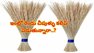 మందార మొక్క శక్తి తెలుసా? సరైన దిశలో నాటితే అదృష్టం మీ సొంతం.. ఇంట్లో సిరుల వర్షం కురుస్తుందట!