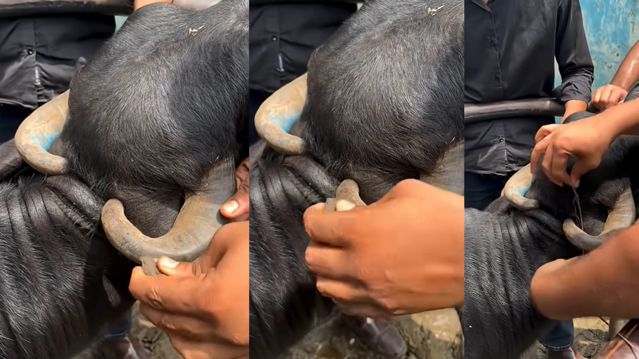 Buffalo: రాయితో గేదె కొమ్మును కొట్టి ఈ పరీక్ష గురించి మీకు తెలుసా..?