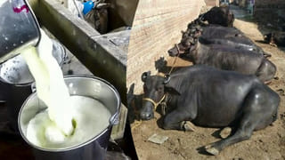 Buffalo Milk: ఈ టిప్స్ పాటిస్తే.. గేదెల పాల దిగుబడి రెండింతలు కావడం పక్కా..