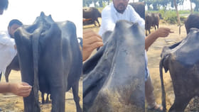 విరిగిన ఎముకను ఈ వెటర్నరీ డాక్టర్ ఎలా కనిపెట్టారంటే..?