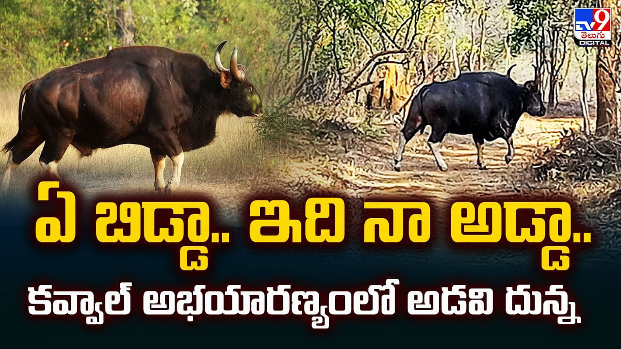 ఏ బిడ్డా.. ఇది నా అడ్డా.. కవ్వాల్ అభయారణ్యంలో అడవి దున్న
