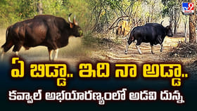 ఏ బిడ్డా.. ఇది నా అడ్డా.. కవ్వాల్‌ అభయారణ్యంలో అడవి దున్న