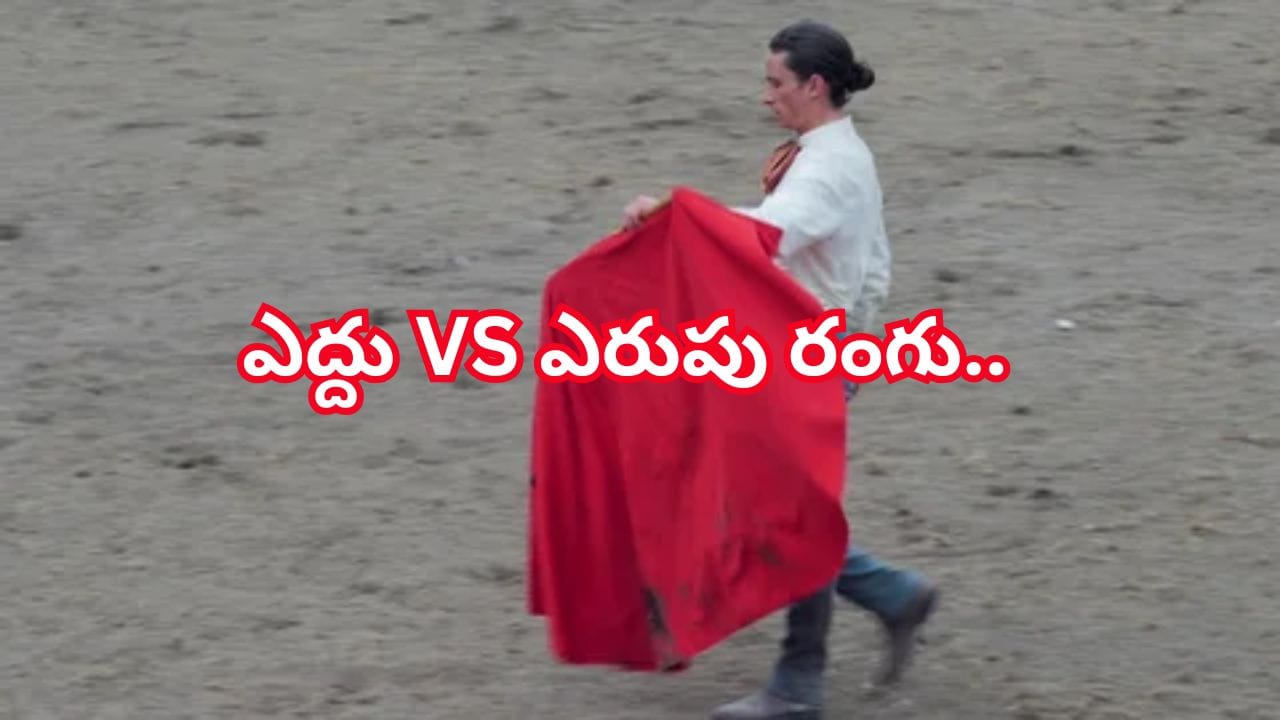 ఎరుపు రంగు చూస్తే నిజంగానే ఎద్దులు రెచ్చిపోతాయా?.. దీని వెనుక రహస్యం ఇదేనట..!