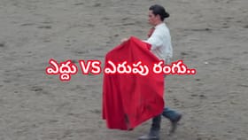 ఎరుపు రంగు చూస్తే నిజంగానే ఎద్దులు రెచ్చిపోతాయా?దీని వెనుక రహస్యం