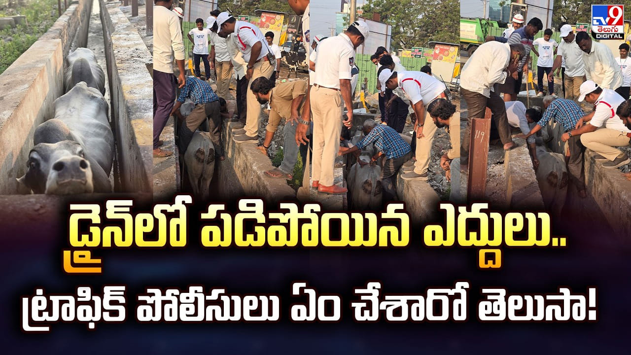 డ్రైన్‌లో పడిపోయిన ఎద్దులు.. ట్రాఫిక్‌ పోలీసులు ఏం చేశారో తెలుసా