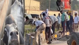 డ్రైనేజీలో పడి విలవిలలాడిన ఎద్దులు.. చివరికి ఇలా..!