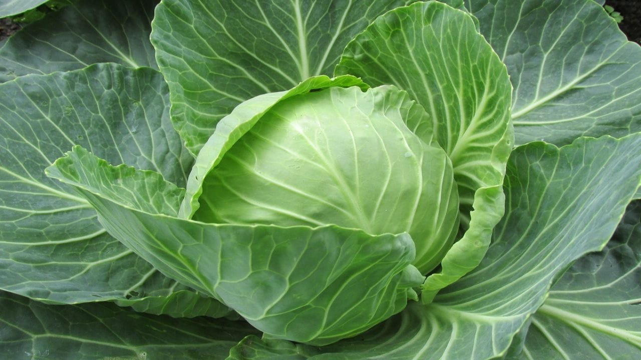 కిడ్నీ రాళ్లు ఉన్నవారు: కిడ్నీ స్టోన్స్ వ్యాధితో బాధపడేవారు ఈ క్యాబేజీని తినే ముందు జాగ్రత్తగా ఉండాలి. ఎందుకంటే ఇందులో ఉండే ఆక్సాలిక్ ఆమ్లం కాల్షియంతో కలిసి రాళ్లను ఏర్పరిచే సామర్థ్యాన్ని కలిగి ఉంటుంది. కాబట్టి ఇప్పటికే మీరు కిడ్నీ రాళ్ల సమస్యతో బాధపడుతుంటే ఇది దాన్ని మరింత ప్రభావం చేస్తుంది. కాబట్టి ఇది మూత్రపిండాల పనితీరు నెమ్మదిగా ఉన్నవారికి వీటికి దూరంగా ఉండడం బెటర్.   