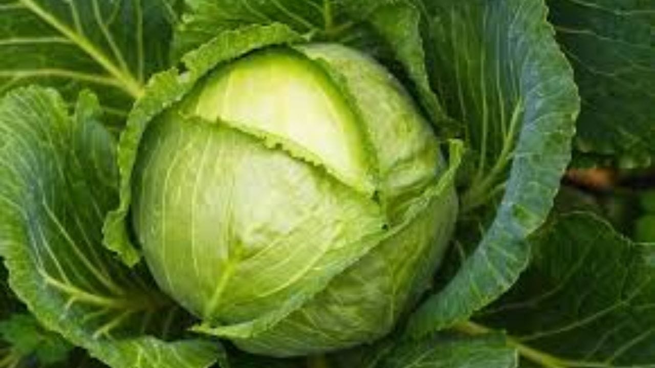 జీర్ణ సమస్యలు ఉన్నవారు: క్యాబేజీ మనకు అనేక విధాలుగా ప్రయోజనాలను అందించినప్పటికీ జీర్ణ సమస్యలు ఉన్నవారు దీన్ని తీసుకునే విషయంలో చాలా జాగ్రత్తగా ఉండాలి. ఇందులో రాఫినోస్ అనే కార్బోహైడ్రేట్ ఉంటుంది, ఇది జీర్ణం కావడానికి ఎక్కువ సమయం తీసుకుంది. అలాగే కొన్ని సార్లు పూర్తిగా జీర్ణం కాదు. ఇప్పటికే జీర్ణ సమస్యలు ఉన్నవారు. దీన్ని తినడం వల్ల  ఉబ్బరం, గ్యాస్, తిమ్మిరికి కారణమవుతుంది. అధిక ఫైబర్ కంటెంట్ సున్నితమైన కడుపు ఉన్నవారిలో విరేచనాలకు కూడా కారణమవుతుంది.  