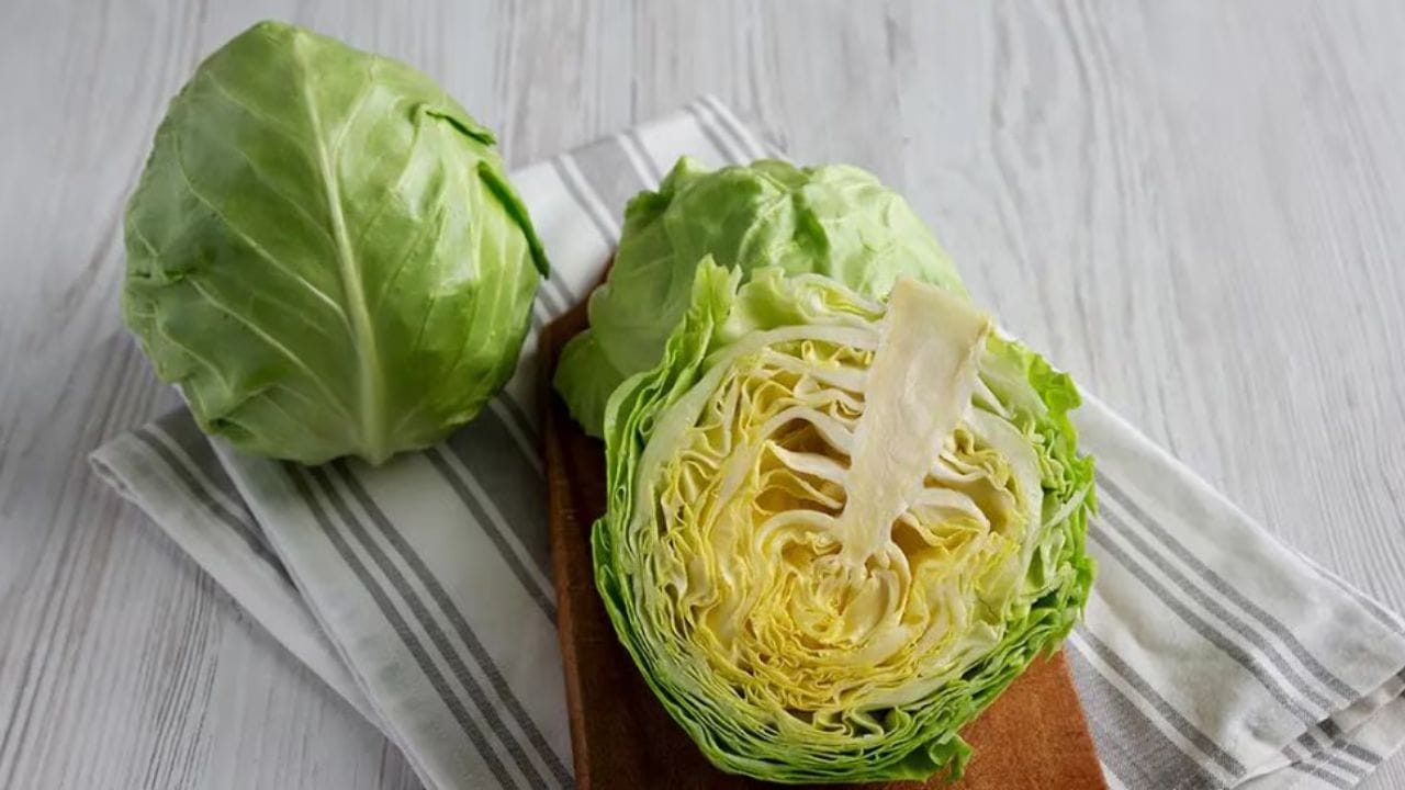 అలెర్జీలు, ఉబ్బసం ఉన్నవారు లేదా గర్భిణీలు, పాలిచ్చే తల్లులు దీనిని మితంగా తీసుకోవడం ఉత్తమమని నిపుణులు చెబుతున్నారు. కొంతమందికి క్యాబేజీ తిన్న తర్వాత హిస్టామిన్ ప్రతిచర్య వల్ల చర్మంపై దద్దుర్లు, దురద లేదా శ్వాస తీసుకోవడంలో ఇబ్బంది కలుగుతుంది. కాబట్టి క్యాబేజీ ఆరోగ్యకరమైనది అయినప్పటికీ, కొంతమందికి ఇది హానికరం కావచ్చు.. వైద్యుడి సలహా లేకుండా పైన పేర్కొన్న సమస్యలు ఉన్న వారు క్యాబేజీని తినకండి. (Note: ఈ వ్యాసంలో పేర్కొన్న అంశాలు కేవలం ఇంటర్నెట్, నివేదికల ఆధారంగా అదించబడినవి మాత్రమే.. వీటిని టీవీ9 దృవీకరించట్లేదు) 