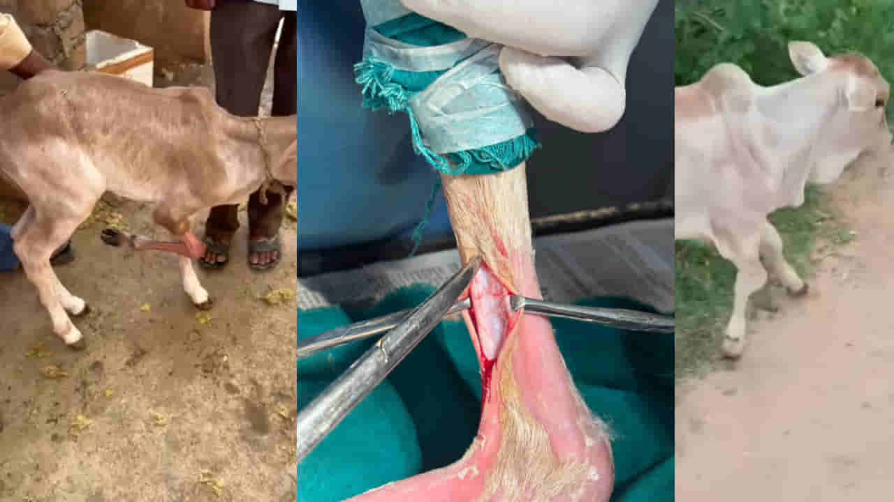 Cattle: థ్యాంక్యూ సార్స్.. ఆవు దూడ విధి రాతను మార్చిన పశువైద్యులు..