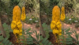 మీరెప్పుడైనా కొవ్వొత్తి పువ్వులను చూశారా?.. ప్రత్యేక తెలిస్తే..