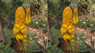 TV9 Effect: కుళ్లిన మాంసం.. గడువు ముగిసిన అల్లం, వెల్లుల్లి పేస్టులు, డేంజర్‌ కెమికల్స్‌.. తనిఖీల్లో షాకింగ్!